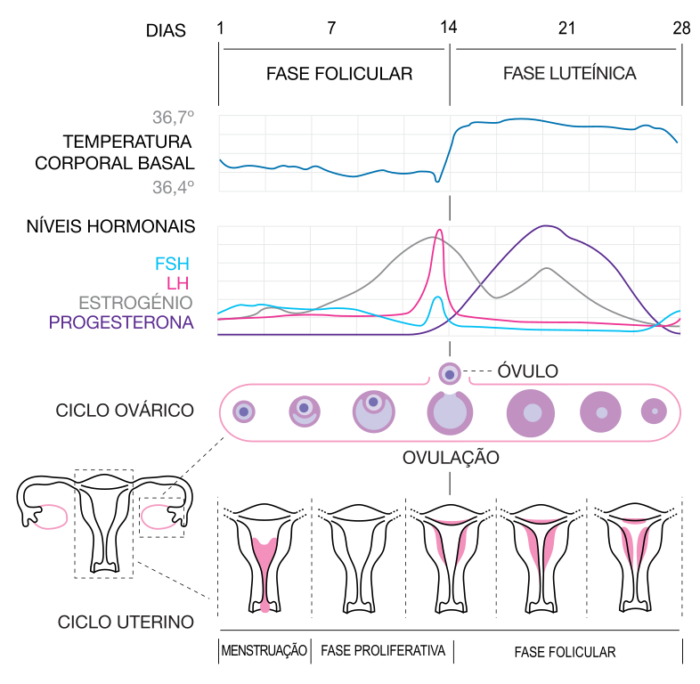 Ciclo menstrual: fases e hormônios
