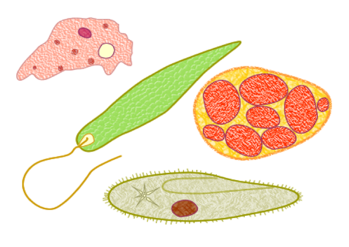 Representação de alguns tipos de protozoários, como ameba, paramécio, tripanossomo e balantídeo.