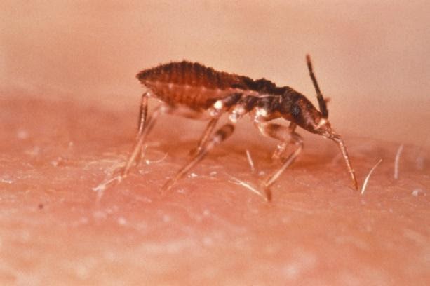 Representação do inseto barbeiro (Triatoma infestans)