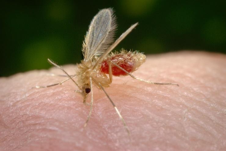 Representação do mosquito flebótomo