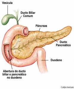 Vesícula biliar, pâncreas e duodeno