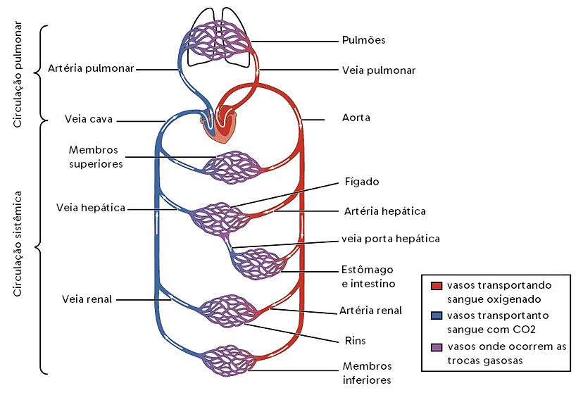 Esquema da circulação no corpo humano, indicando os principais vasos sanguíneos e alguns órgãos onde ocorrem as trocas gasosas.