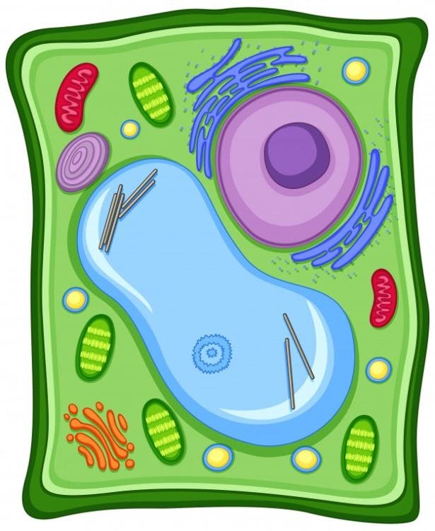 Figura 1- imagem da célula vegetal