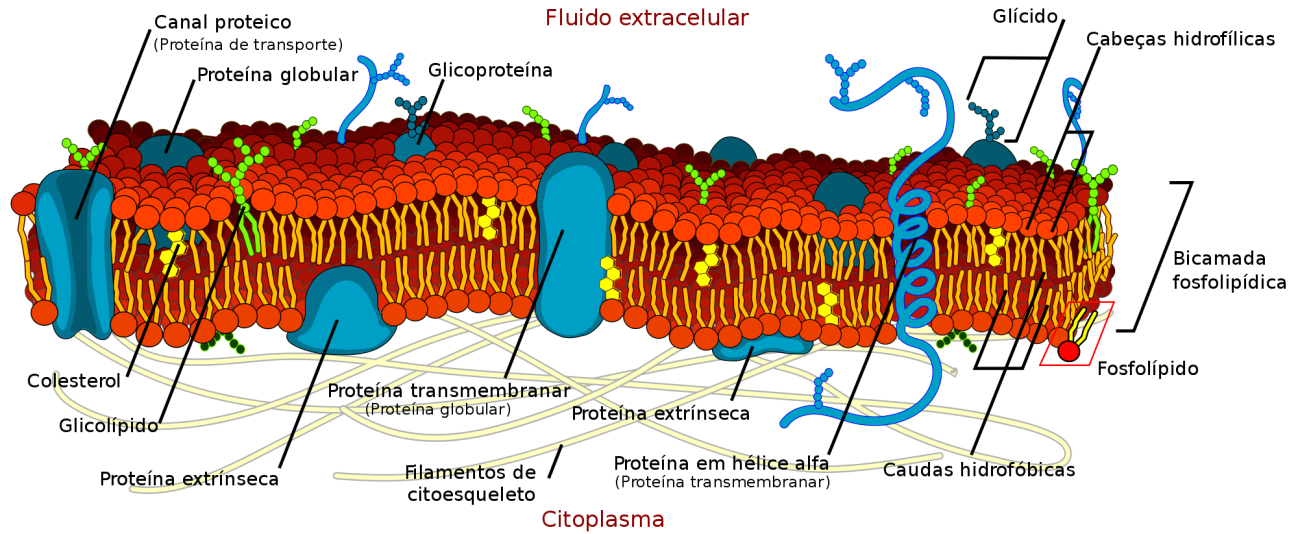 Figura 4- membrana plasmática com estruturas de membrana como o glicocálix
