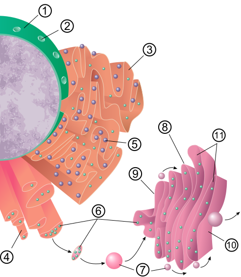 Figura 5- imagem do retículo endoplasmático rugoso próximo ao núcleo e do Complexo Golgiense