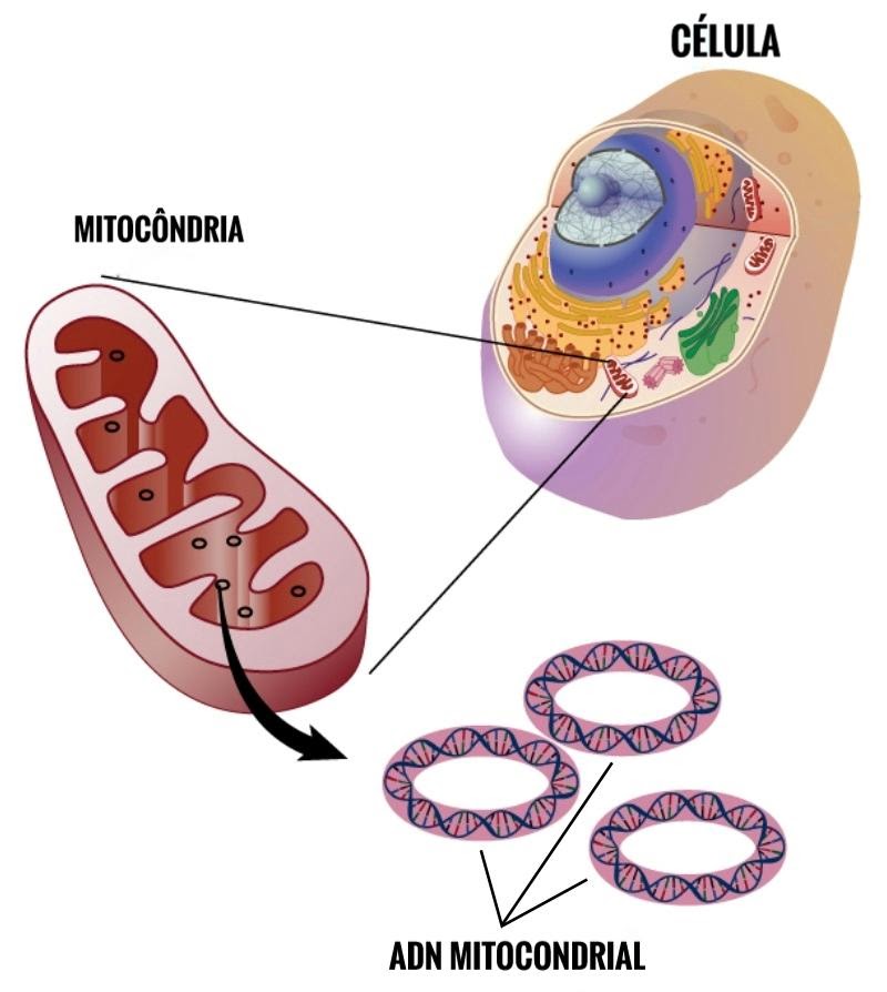 Figura 7- imagem da mitocôndria