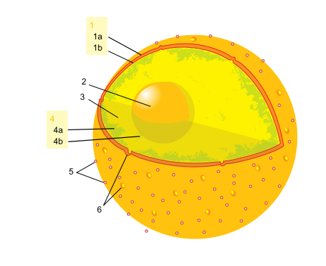 Figura 9- imagem da carioteca com os poros. Mais ao centro encontramos o nucléolo.