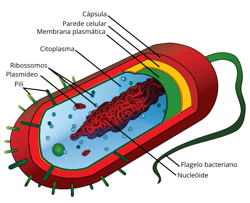 Figura 3- desenho esquemático da célula procarionte