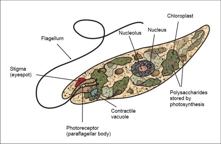 Figura 13- as euglenas são exemplos de seres unicelulares